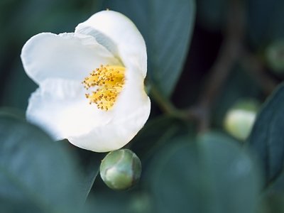 沙羅双樹の花の色 の沙羅 シャラ の木とは 花の色や意味を解説 Botanica