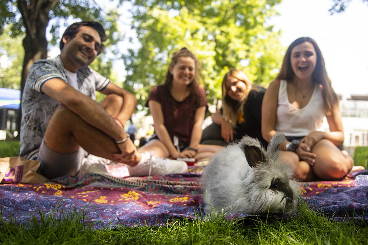 Excited to announce my new position as a staff photographer at <a href="/Northeastern/">Northeastern U.</a>! I can't wait to learn from and work with the talented <a href="/modoonophoto/">Matthew Modoono</a>. Students, message me your tips for more cute creatures on campus like this bunny from today!