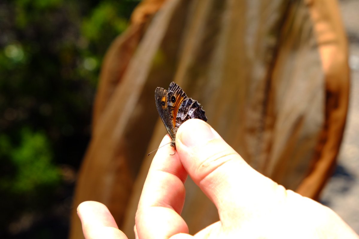 emitruc's tweet image. Sampling Ponza grayling (Hipparchia sbordoni) for endemics.it: genomics of 5 very small Ne italian endemic species #consgen #unife #prin #gb