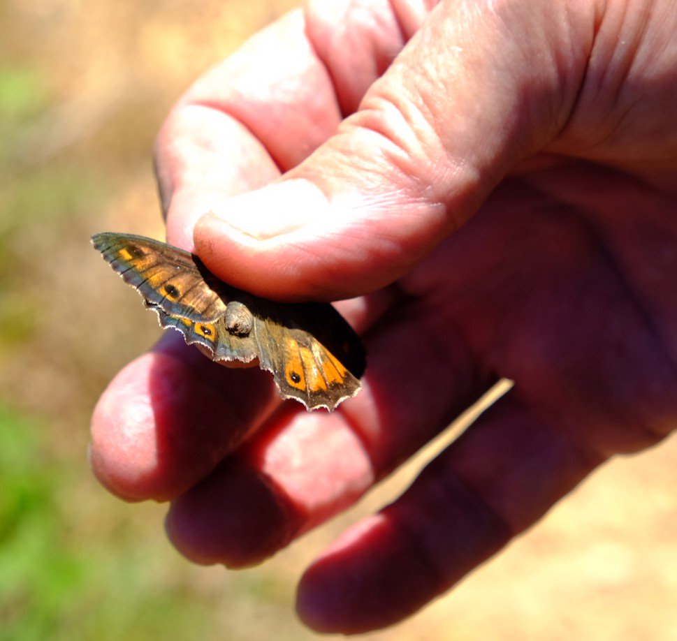emitruc's tweet image. Sampling Ponza grayling (Hipparchia sbordoni) for endemics.it: genomics of 5 very small Ne italian endemic species #consgen #unife #prin #gb
