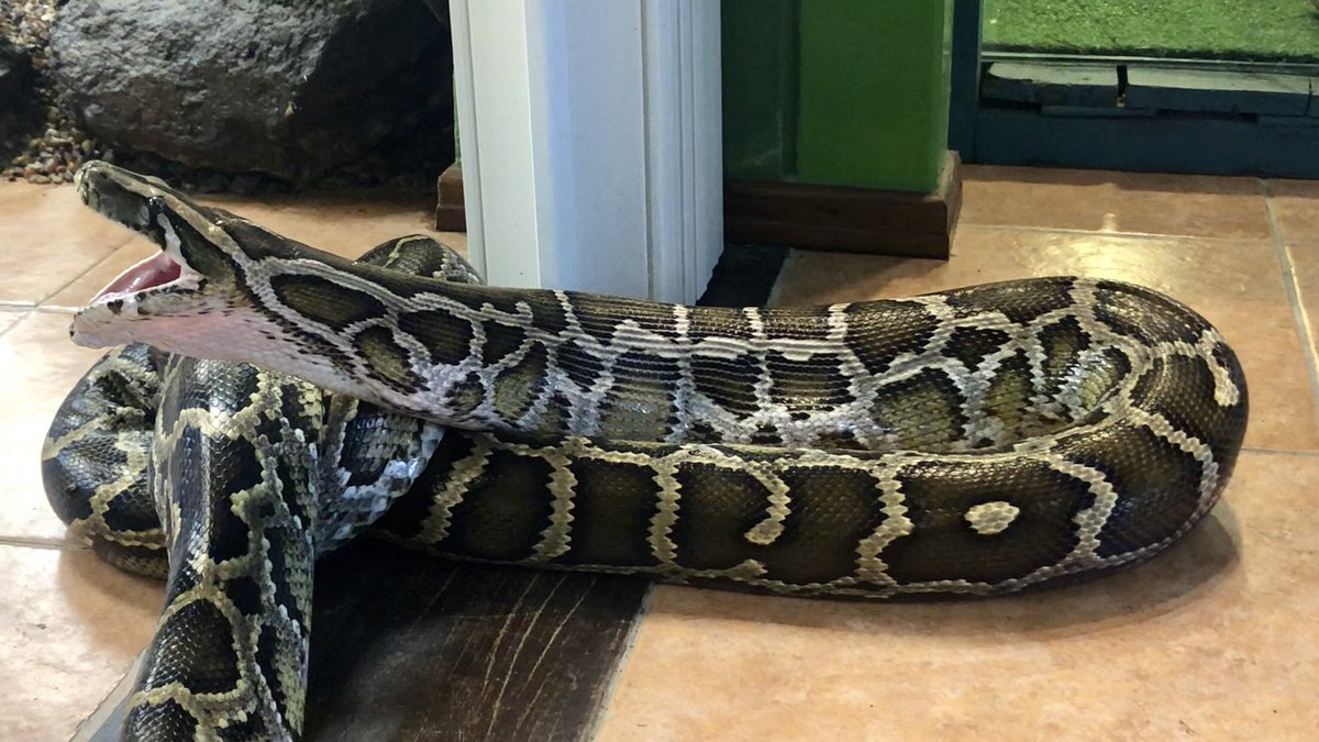 AnaSofiaTarde's tweet image. Buen provecho señor! #Python #Pythonmolurus #snakes #eatforlive