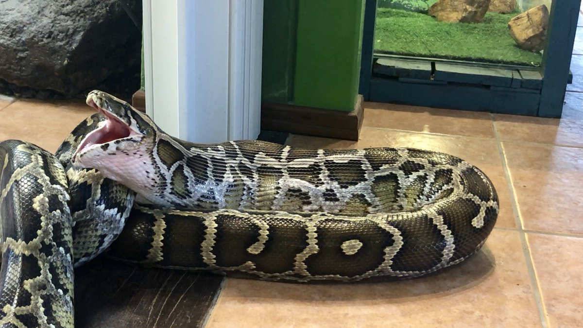 AnaSofiaTarde's tweet image. Buen provecho señor! #Python #Pythonmolurus #snakes #eatforlive