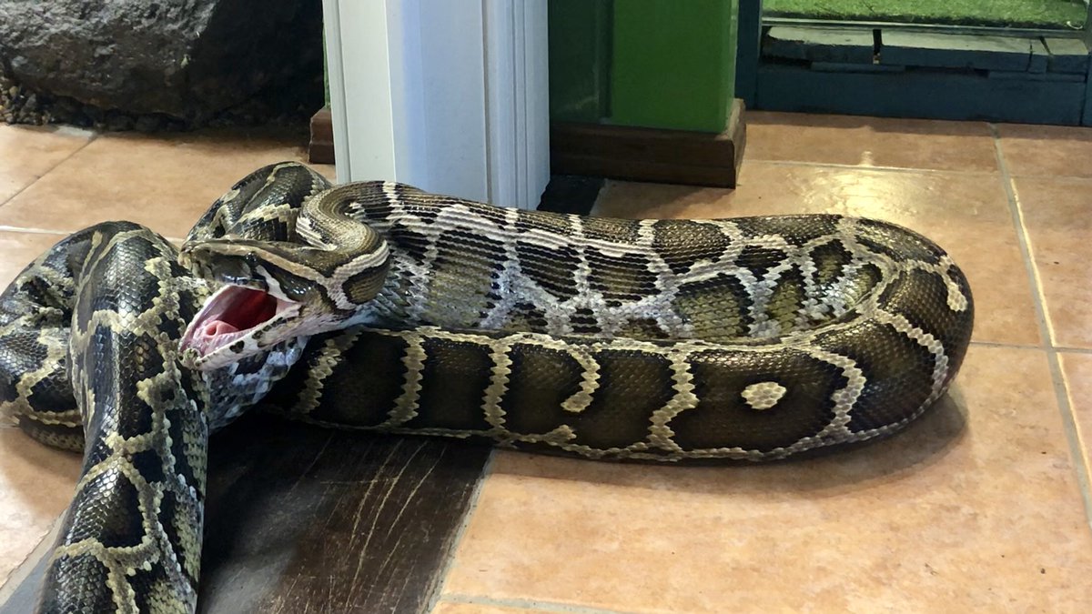 AnaSofiaTarde's tweet image. Buen provecho señor! #Python #Pythonmolurus #snakes #eatforlive