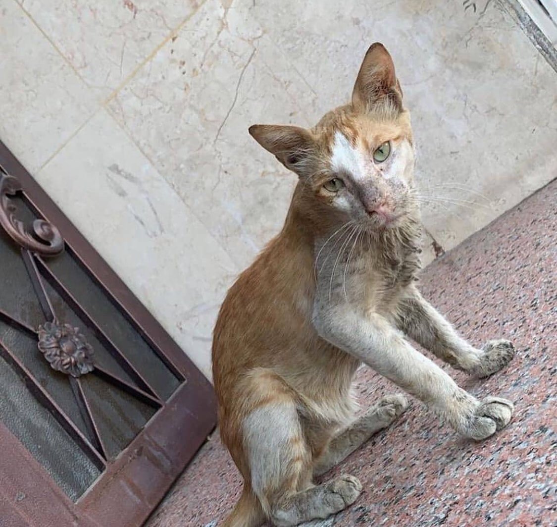 Hαɳα 🐾 tweet media