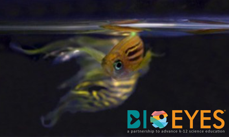 MTPConnect_AUS's tweet photo. .@bioeyes Australia - part of @MonashUni's @MonashBDI & @ARMI_Labs - is using the magic of zebrafish to show that science is cool & the program is having a huge impact on primary & secondary students in Victoria! https://t.co/9BE18XACad https://t.co/WCWnVtH3ke