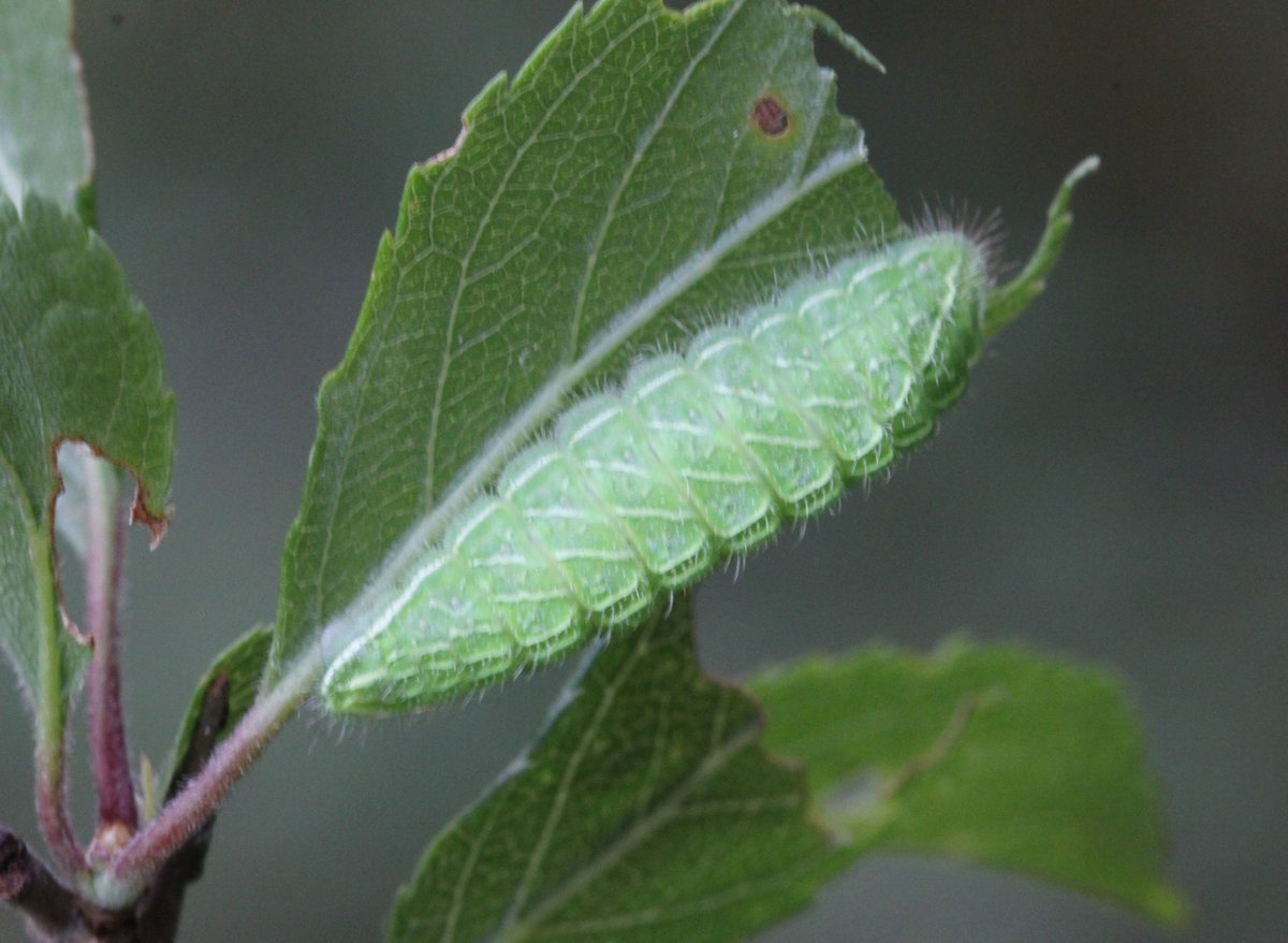 Lancs Butterfly Conservation tweet media