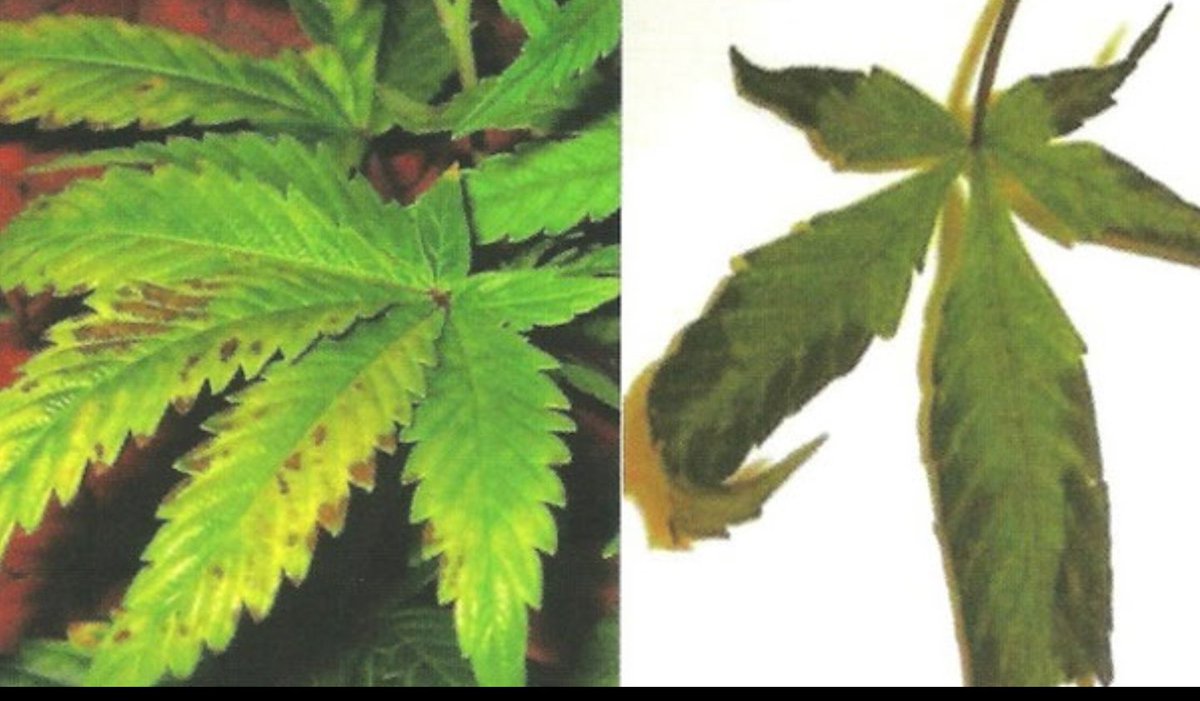Коричневые пятна на листьях марихуаны курить марихуану с плесенью