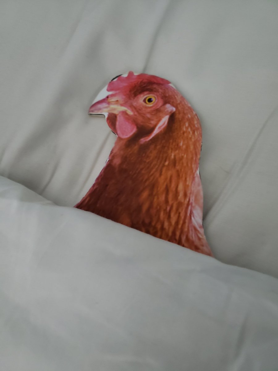 MaMs Missing Chicken tweet media