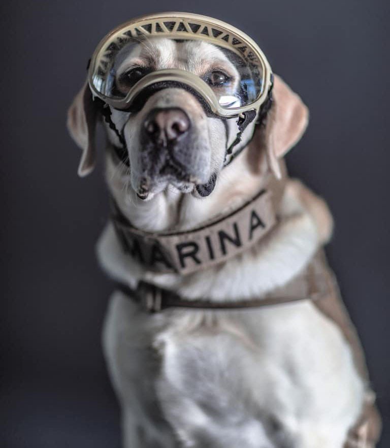 ¿Recuerdan a Frida?  Ella salvó vidas en diferentes países y se convirtió en un símbolo mexicano el 19 de septiembre de 1917, fue retirada de su cargo después de ser elemento canino de búsqueda y rescate. ❤️