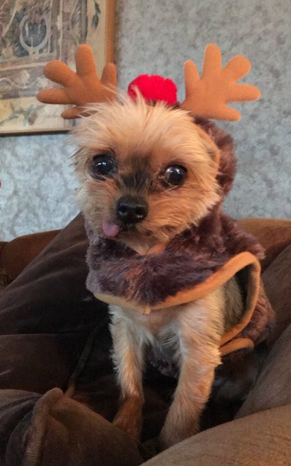 #RIP my family dog, Coco ? Thanks for being there for me the last 13 years. I will always love you ?❤️