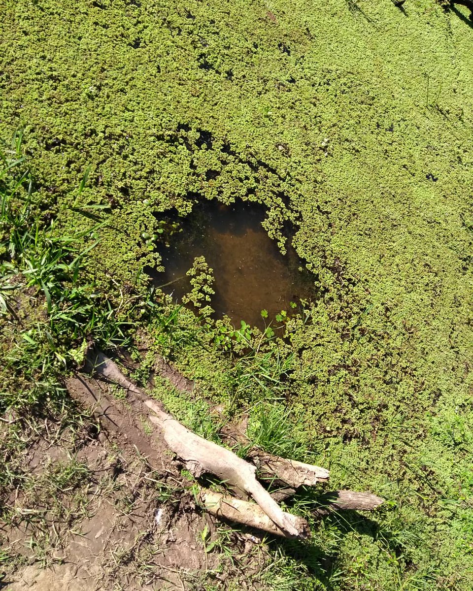 ValeriaSwoboda's tweet photo. Pje Palma Sola, lo que ves es el agua que ellos toman, caminan entre 8 y 10 cuadras desde su casa. En ese claro se produce el filtrado con tela o toman directamente. Junto a Fátima, Ismael y Gustavo, el agua que beben junto a toda clase de animales del lugar! #CHACOEXISTE https://t.co/42NVLEpV9P