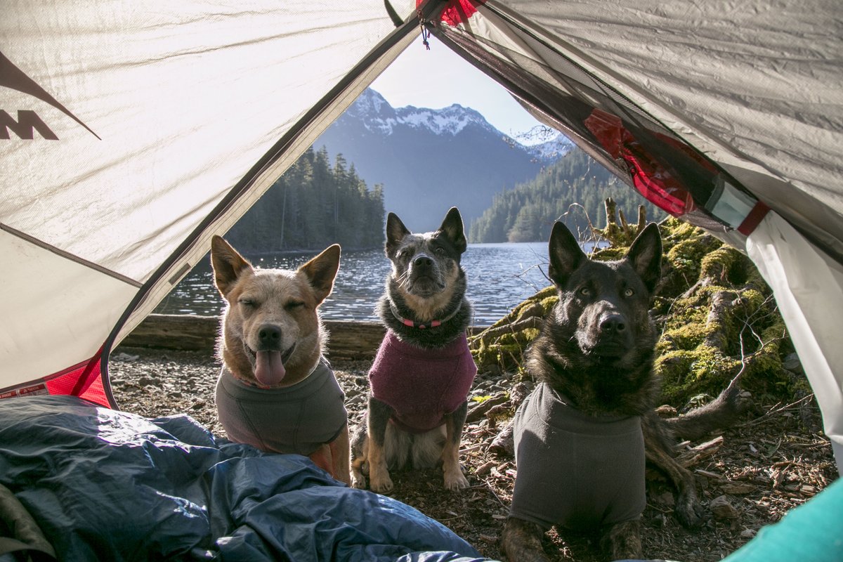 Ruffwear tweet media