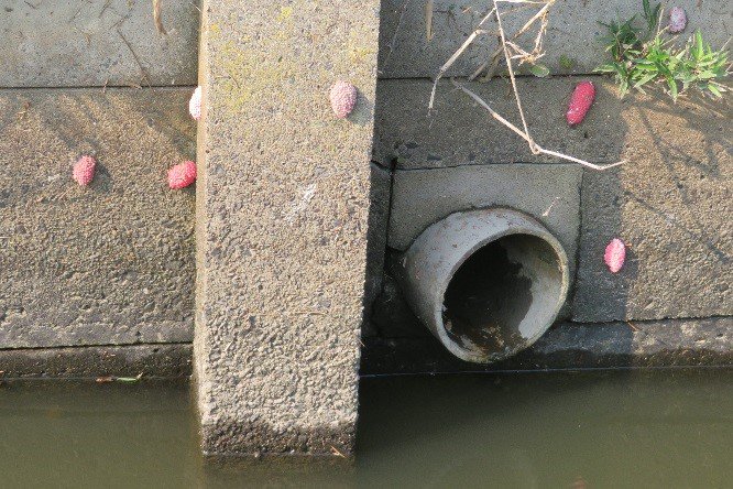 国土交通省 霞ヶ浦河川事務所 霞ヶ浦 には人為的に持ち込まれた外来種が多く生息しています 堤防の裏の水路にはジャンボタニシ クスミリンゴガイ のピンクの卵 釣り人がつり上げ放置したアメリカ ナマズを見つけました 堤防にまとめて捨てられたタバコの