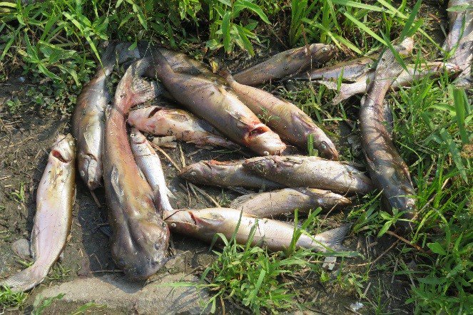 国土交通省 霞ヶ浦河川事務所 霞ヶ浦 には人為的に持ち込まれた外来種が多く生息しています 堤防の裏の水路にはジャンボタニシ クスミリンゴガイ のピンクの卵 釣り人がつり上げ放置したアメリカ ナマズを見つけました 堤防にまとめて捨てられたタバコの