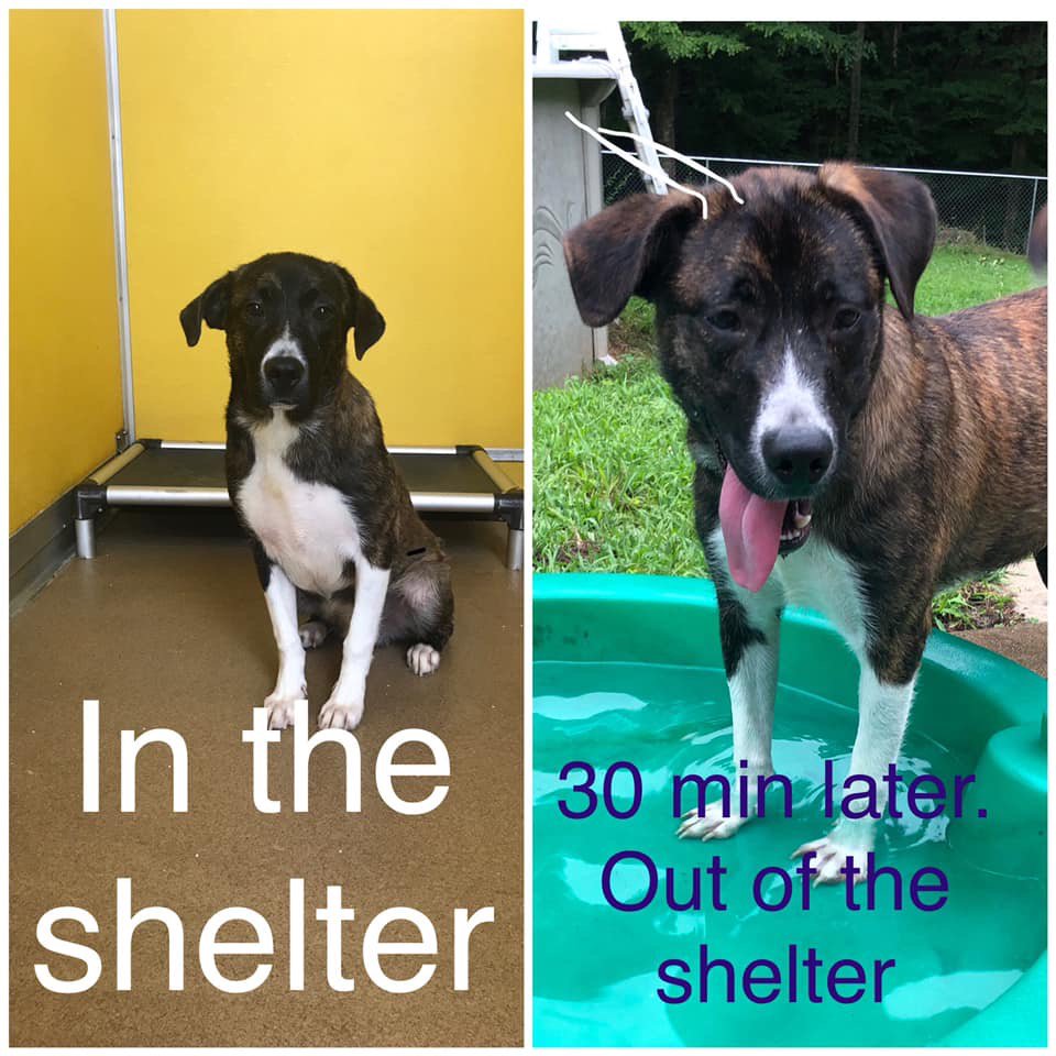 ACAS_PAWS's tweet photo. What a difference a foster home can make in a dog’s personality! #AdoptAtPAWS #FosterAtPAWS #FosteringSavesLives #FosterIsTheFuture #TemporaryCommitment #ChangingLives #WannaHelp #ComeSeeUs https://t.co/EJYkobAbUn