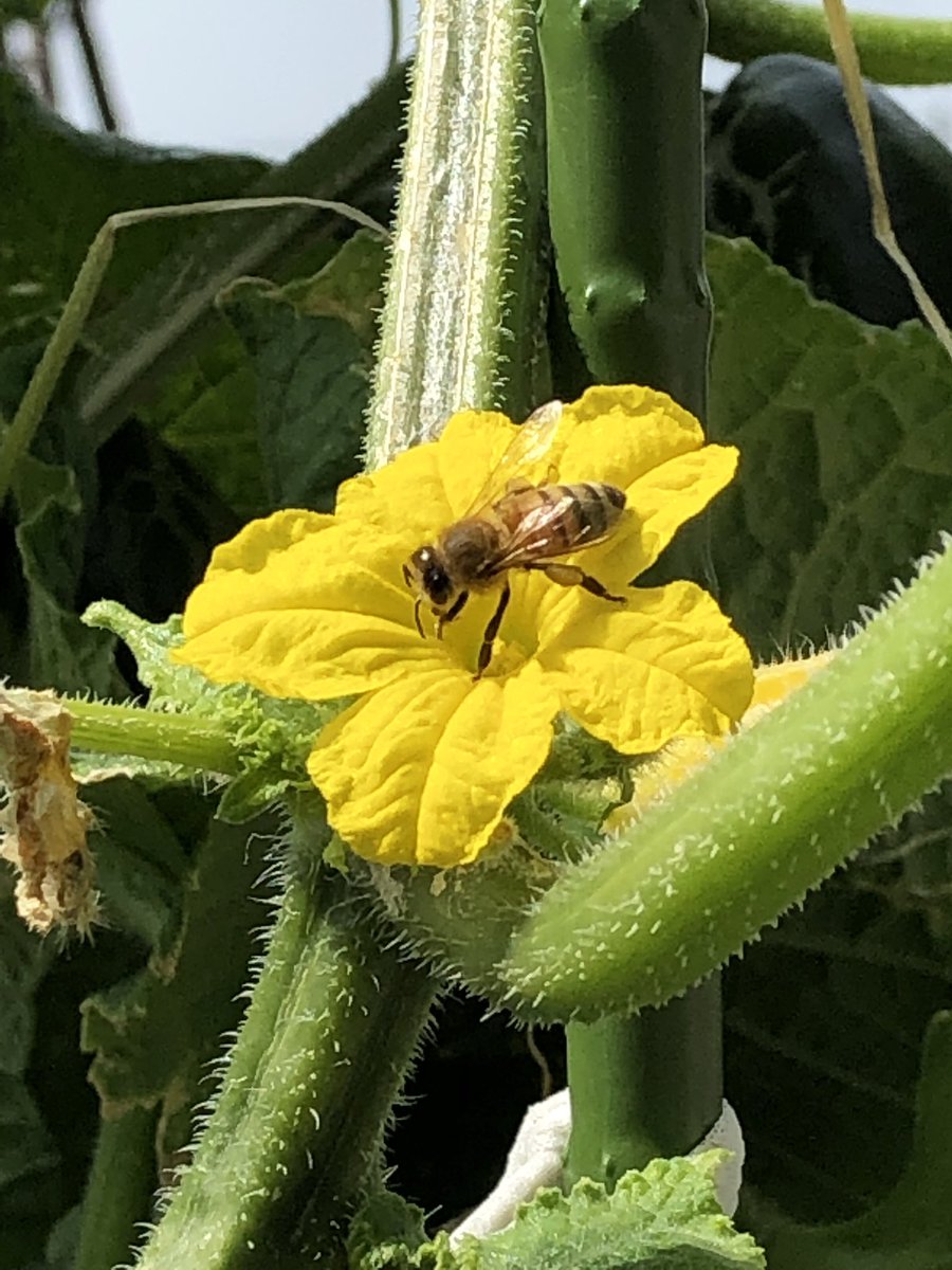 tele_worker_net's tweet photo. キュウリの花にミツバチ🐝庭にはどこで産まれたのか、小さなカエルが大量発生しています。

#家庭菜園 #家庭菜園初心者 #キュウリ #在宅勤務 #在宅ワーク #���虫 #ミツバチ #田舎暮らし最高 #kitchengarden #bee https://t.co/ObG1XKQ5C5