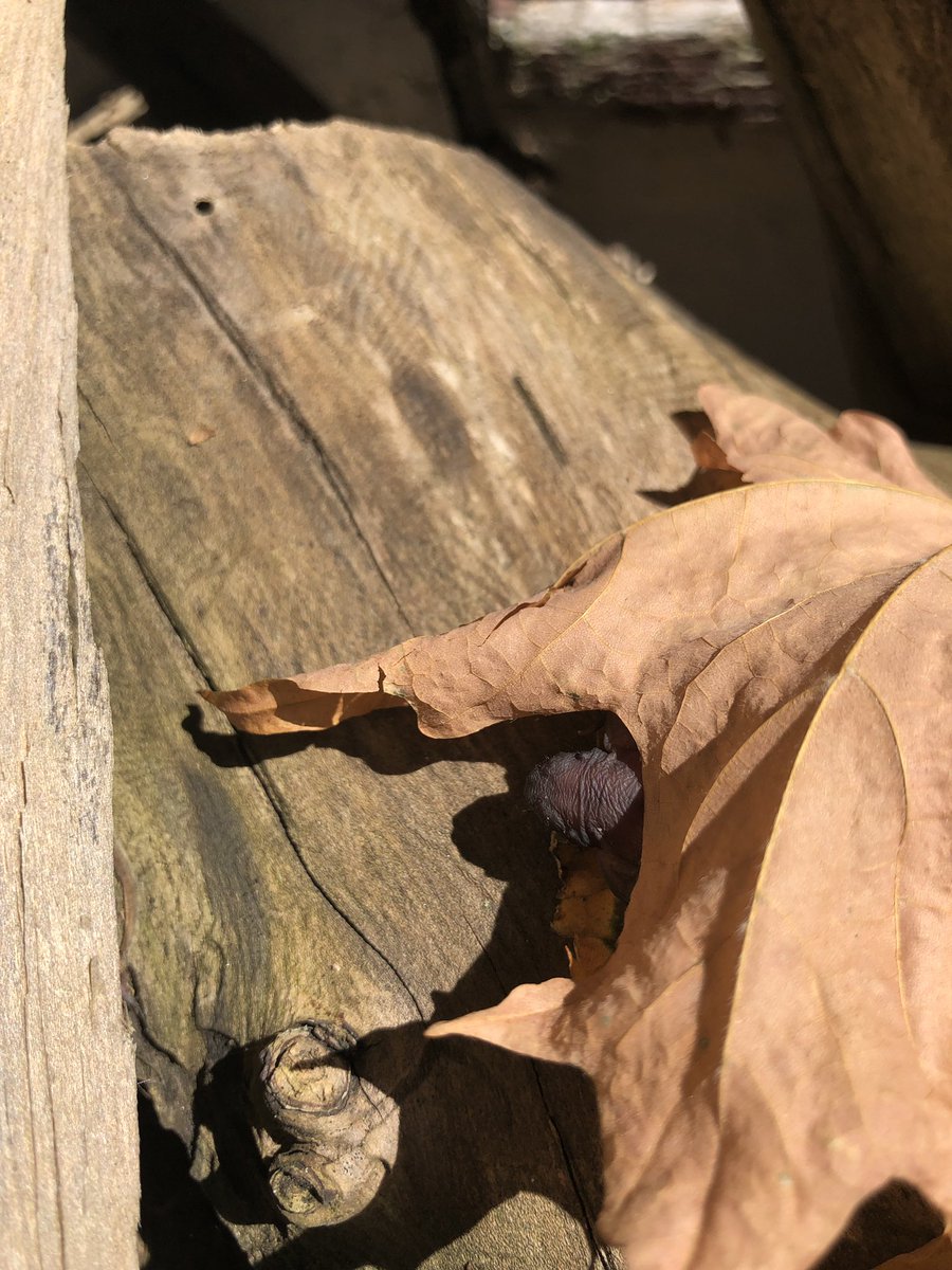 rorishapiro1's tweet photo. Every year this happens. We have a very large brown bat colony that lives  at my house, for the last 25 years, usually they don’t survive the night, but this little fella did. #brownbats #babybat #wildlife #batcolony #nature https://t.co/EgW9aB1R1P