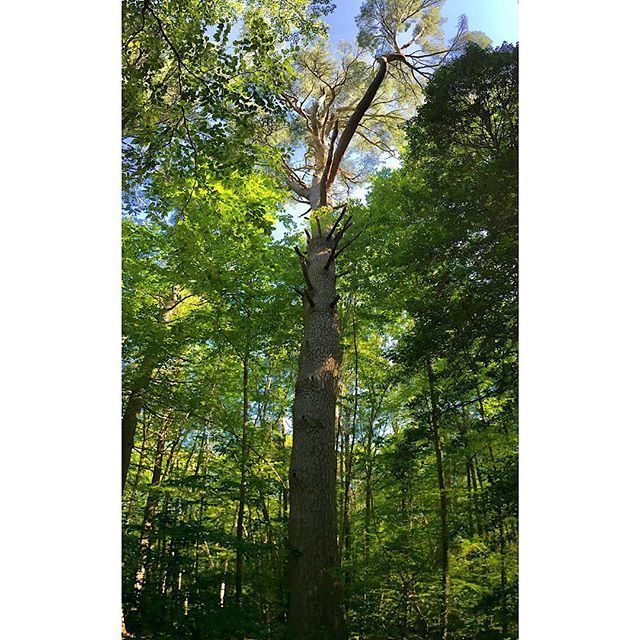 ahunterk's tweet photo. An old growth white pine stands head and shoulders above the rest in the Southeastern Massachusetts Bioreserve in Bristol County. Worthy of admiration and my first vertical panorama ever. #whitepine #pinusstrobus https://t.co/726eVweRlG https://t.co/AKwEqB7OPe