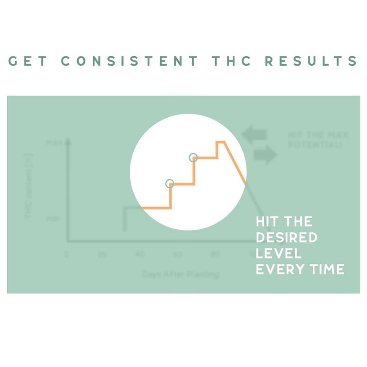 Canabinox1's tweet photo. The Cannabis market issue is clear. Cannabis growers want to hit max yield at full cannabinoid potential. How do they do it? They don't. Because they lack appropriate tools to achieve the max cannabinoid potential. 👉🏼We solved that issue.💥INVEST now on https://t.co/DxDZBTMtk1 https://t.co/MokymrpEeH