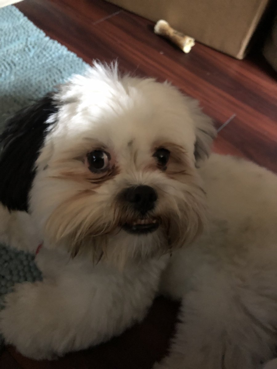 signaturePawSpa's tweet image. #pebblebeach #pebblebeachgolf #carmelvalley #carmel #carmelbythesea #carmelbeach #signaturedayspa #monterey #signaturedayspacarmel #signaturedayspacarmelbythesea
#signaturepawspa #petsitting #Carmel #carmelspa #massageincarmel #pets #chemicalpeel #datenight #frenchies #poodle