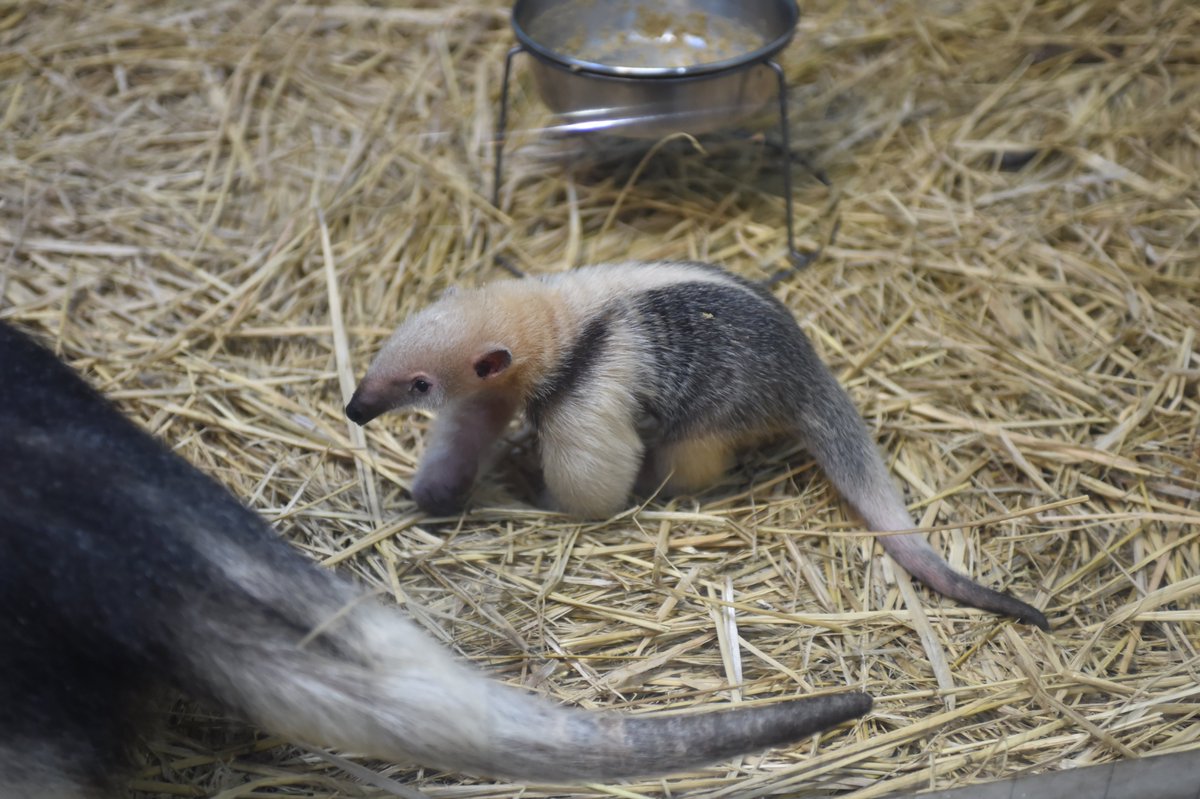 5月13日に産まれたミナミコアリクイの公開を開始しました！性別はオス