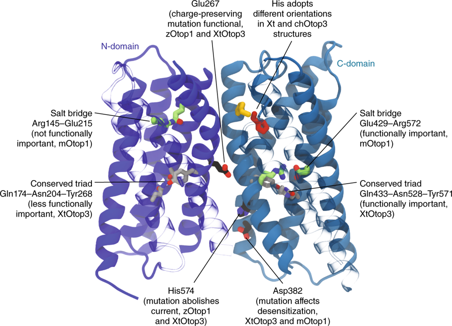 ccalextsui's tweet photo. Wonderful summary of our recent Otop papers, thanks to @DelemotteLab. Just in time to share with the #GRC audience! #GRC2019 #GRCMembraneTransport

https://t.co/eocNE6qPrN https://t.co/rhSnTMUmy1
