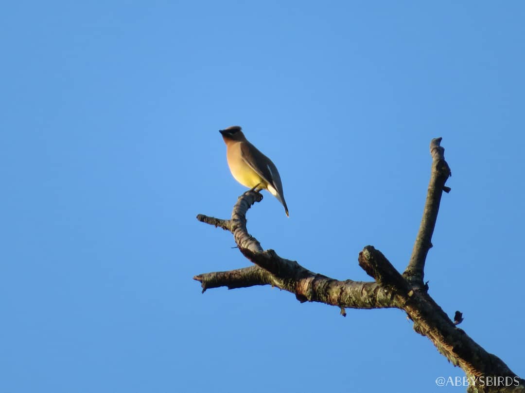 abbysbirds's tweet photo. A Cedar Waxwing catches the sunset
May 2019 // Prospect Park
#birdblog #birdsofbrooklyn #birdsofnyc https://t.co/i3uVaKhvBq