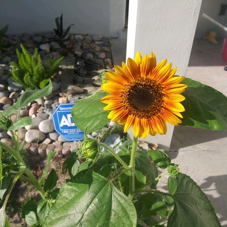 #sunflower #igrewthis #feelingaccomplished