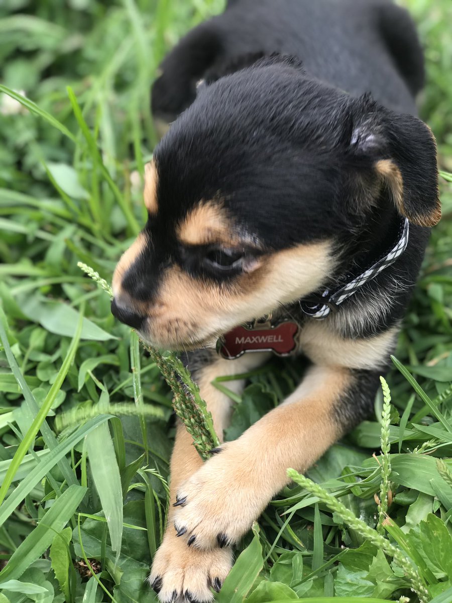 cmart703's tweet photo. Y’all. Meet the most precious puppy, Maxwell 🐶♥️ https://t.co/PIzfiqu4A0