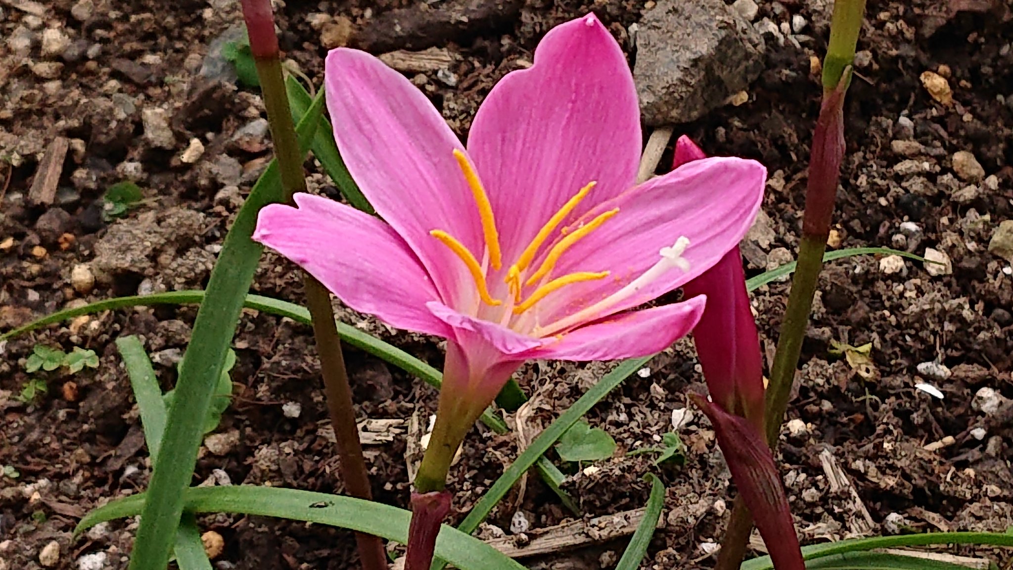 Satochan サフランモドキ シモツケ サフランモドキは大きなピンクの花が魅力的 咲いても数日で萎んでしまうので美人薄命 サフランに似ていて 区別をつける為に名前がついた 美しい花でまとまって咲くと綺麗なだけに名前がちょっと残念 丈夫で良く Satochan サフランモドキ シモツケ サフランモドキは大きなピンクの花が魅力的 咲いても数日で萎んでしまうので美人薄命 サフランに似ていて 区別をつける為に名前がついた 美しい花でまとまって咲くと綺麗なだけに名前がちょっと残念 丈夫で良く