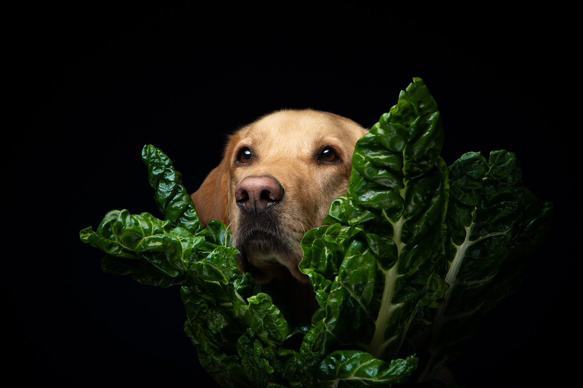GregSalvatori's tweet photo. #portraiture #portraitphotographer #portraitart #beardsOfNewYork #portraitsociety #portraitsmag #portraitartist #portraitlove #howtospendit #provincetown #dailydogs #contemporaryart #artphotography #dogoftheday #dogphotography #dogportraits #alphaDogs #fineartlhotography https://t.co/8Pmxeg2lis