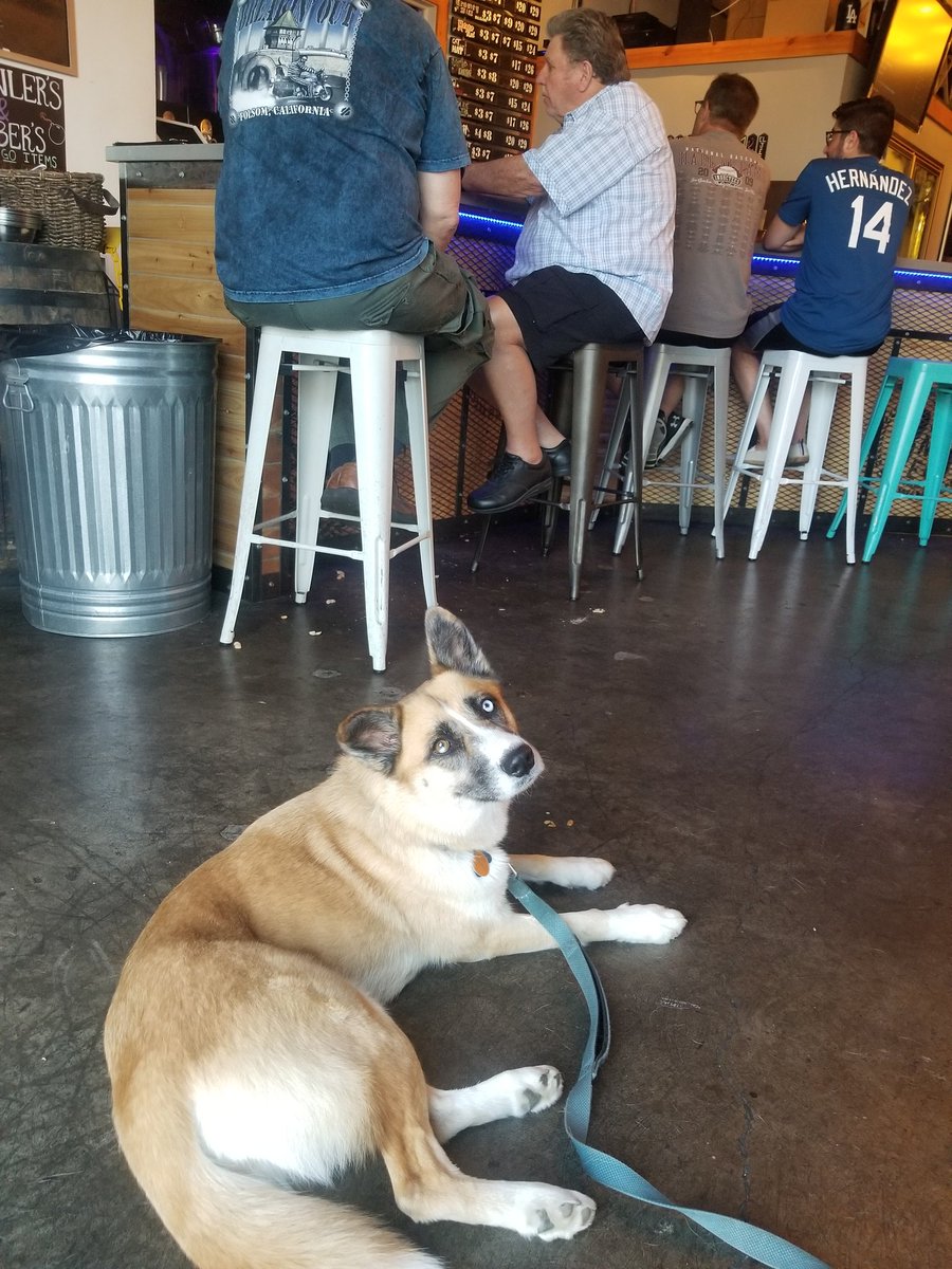 MasterTones's tweet image. First time Zoe was a #brewerydog and she did...............fine