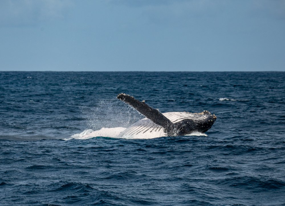 magicalkenya's tweet photo. #MagicalKenya is the perfect holiday destination to experience two dramatic wildlife experiences in Kenya between July – September, viewing both the wildebeest migration in the Mara and humpback whale migration at the coast.
#TwinMigrationKe #TembeaKenya https://t.co/15wq4iLAlq
