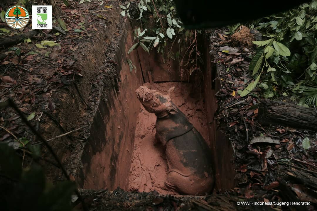 nfs_st's tweet image. Badak Sumatera adalah salah satu spesies mamalia besar yang paling terancam punah di planet ini. Dengan jumlahnya yang kurang dari 80 individu di seluruh dunia, spesies ini berada pada titik kritis

#WWFID #WWF #Conservation #Konservasi #Keanekagamanhayati #partnership #Kerjasama