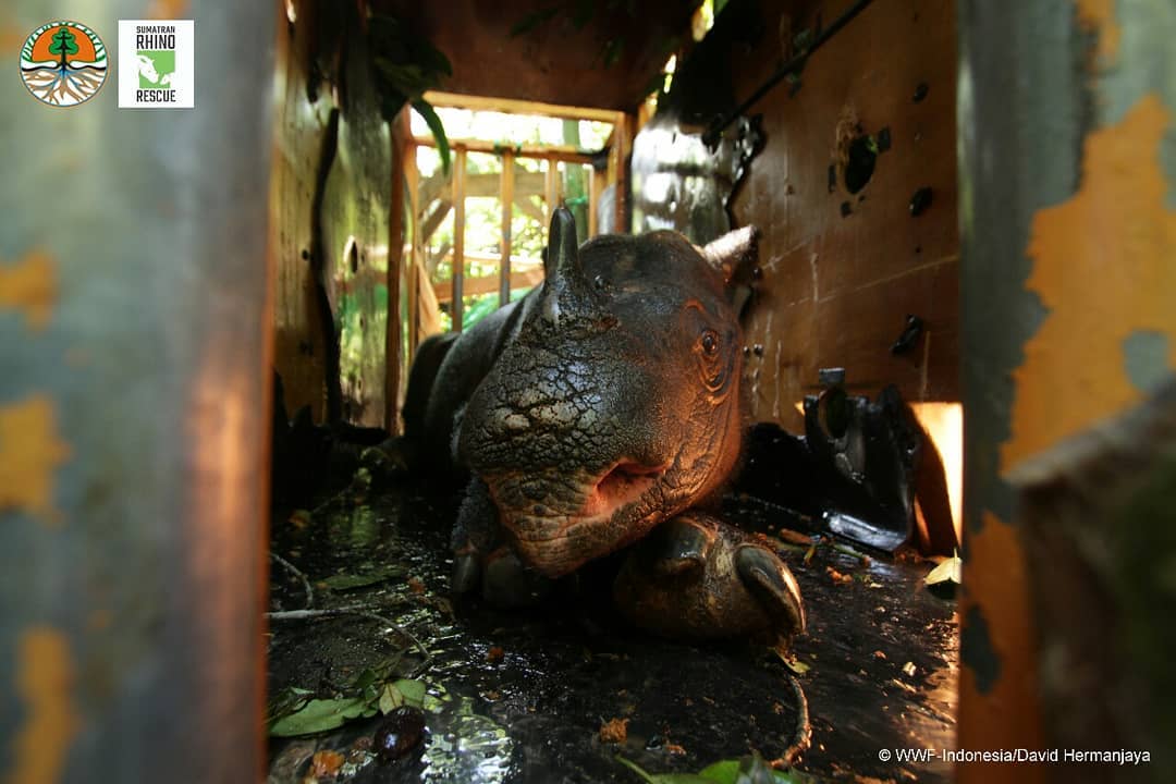 nfs_st's tweet image. Badak Sumatera adalah salah satu spesies mamalia besar yang paling terancam punah di planet ini. Dengan jumlahnya yang kurang dari 80 individu di seluruh dunia, spesies ini berada pada titik kritis

#WWFID #WWF #Conservation #Konservasi #Keanekagamanhayati #partnership #Kerjasama