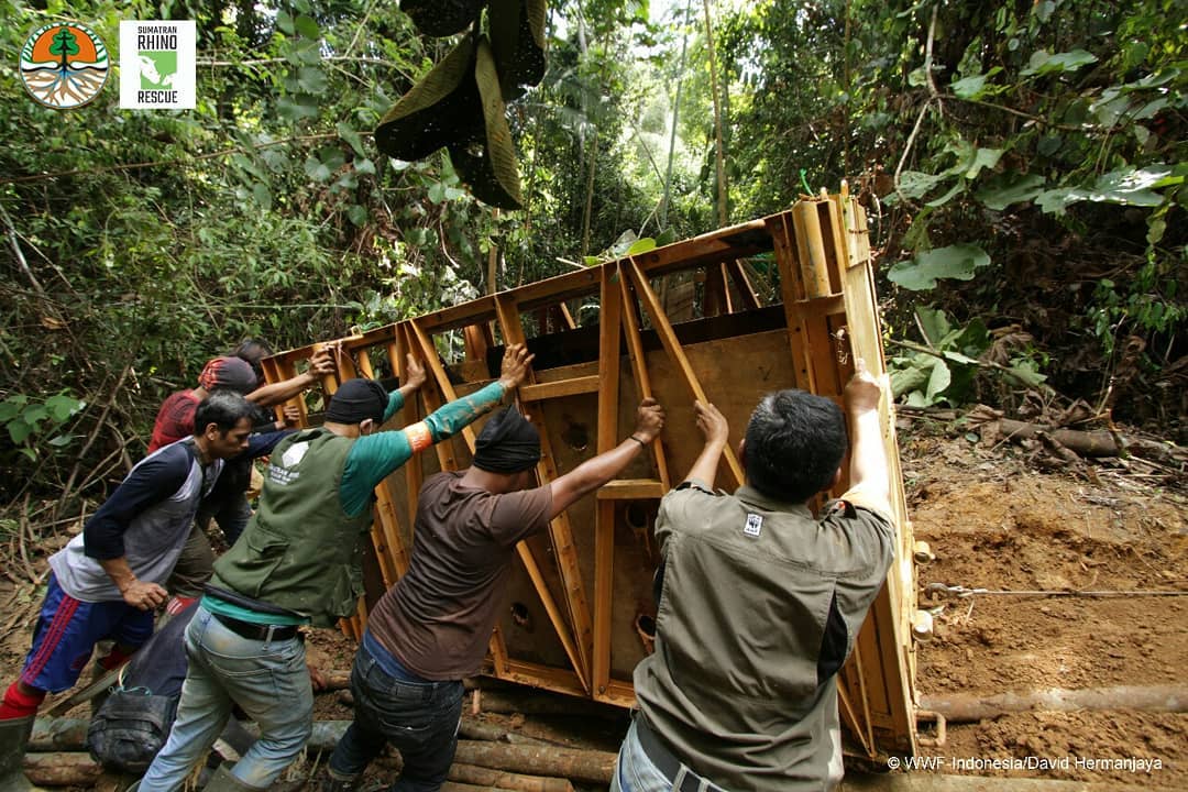 nfs_st's tweet image. Badak Sumatera adalah salah satu spesies mamalia besar yang paling terancam punah di planet ini. Dengan jumlahnya yang kurang dari 80 individu di seluruh dunia, spesies ini berada pada titik kritis

#WWFID #WWF #Conservation #Konservasi #Keanekagamanhayati #partnership #Kerjasama