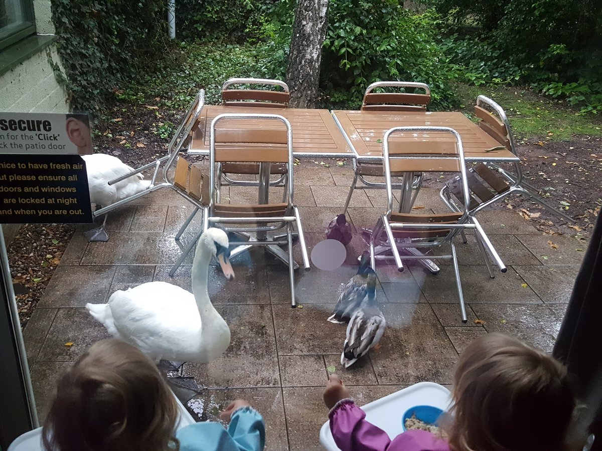 physiocoz's tweet photo. Good morning for ducks. Joined the twins for breakfast then Sam the squirrel came over too @CenterParcsUK @CP_UK_Sherwood #puddles https://t.co/yKZdnIsX2s