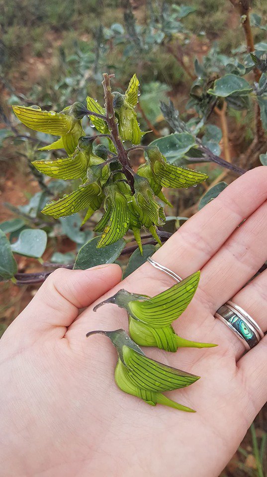 MihirBijur's tweet photo. Crotalaria cunninghamii, also known as green birdflower (or regal birdflower) is a plant of the legume family Fabaceae, and looks exactly like a Hummingbird!

... Nature is amazing! ❤️ https://t.co/OGtTQyW7c8