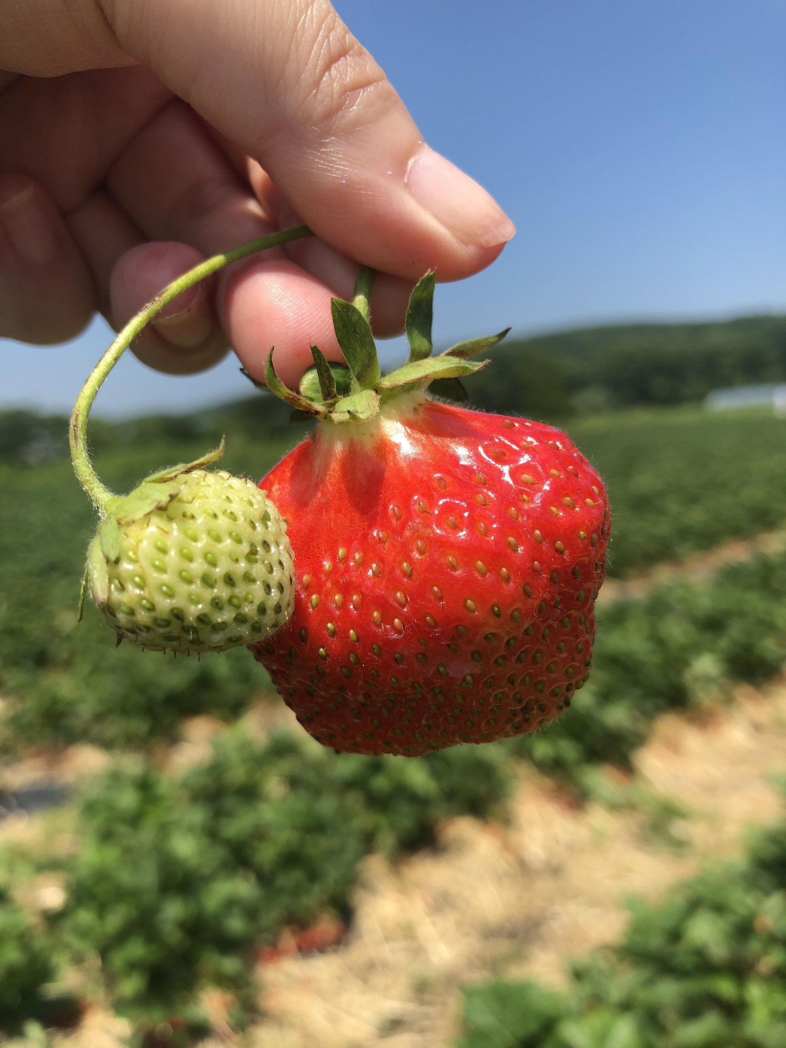 もっさん いちご狩り あまーーーい 千歳の花茶農園にて T Co 5qb5iewvzg Twitter