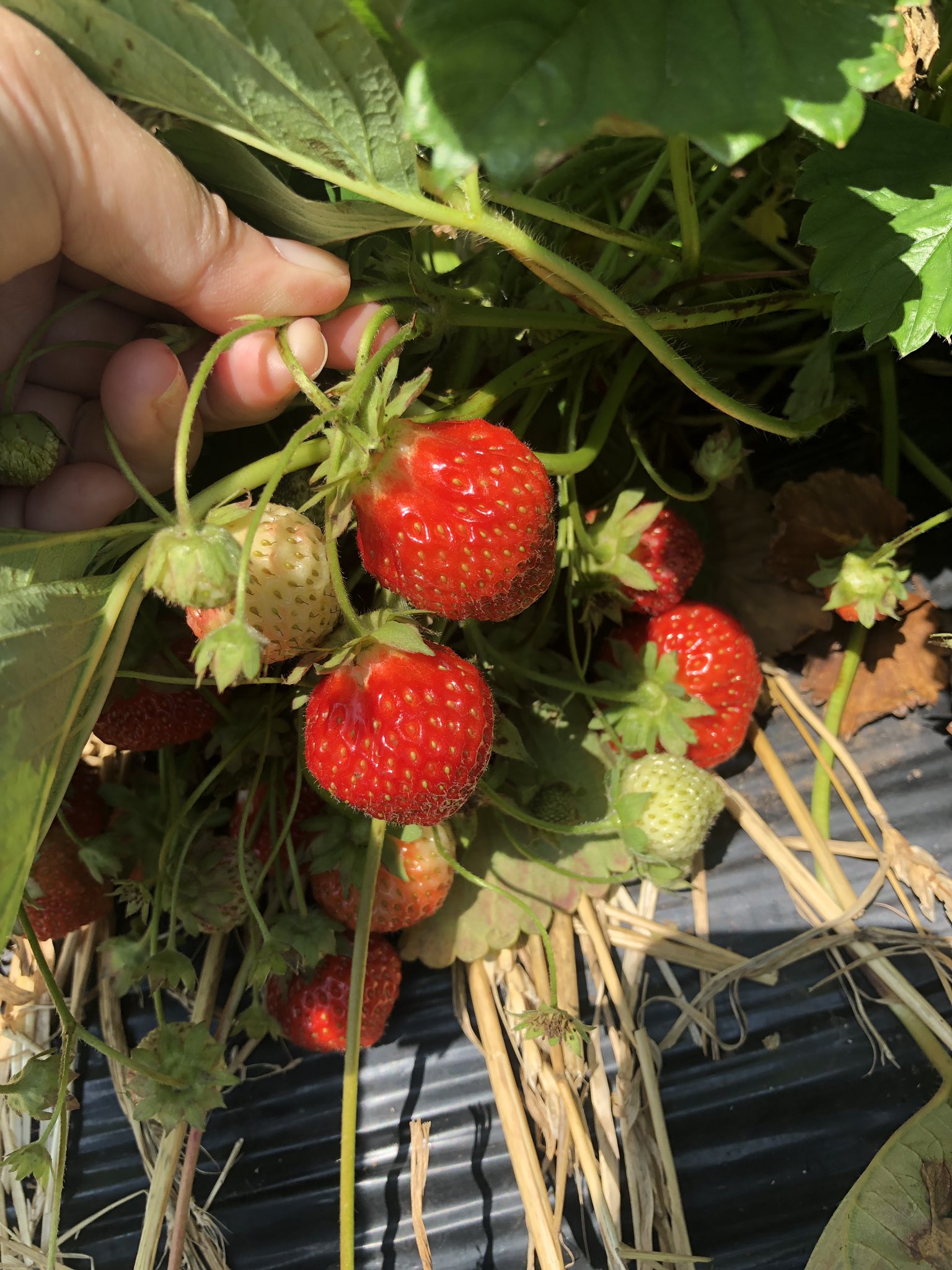 もっさん いちご狩り あまーーーい 千歳の花茶農園にて T Co 5qb5iewvzg Twitter