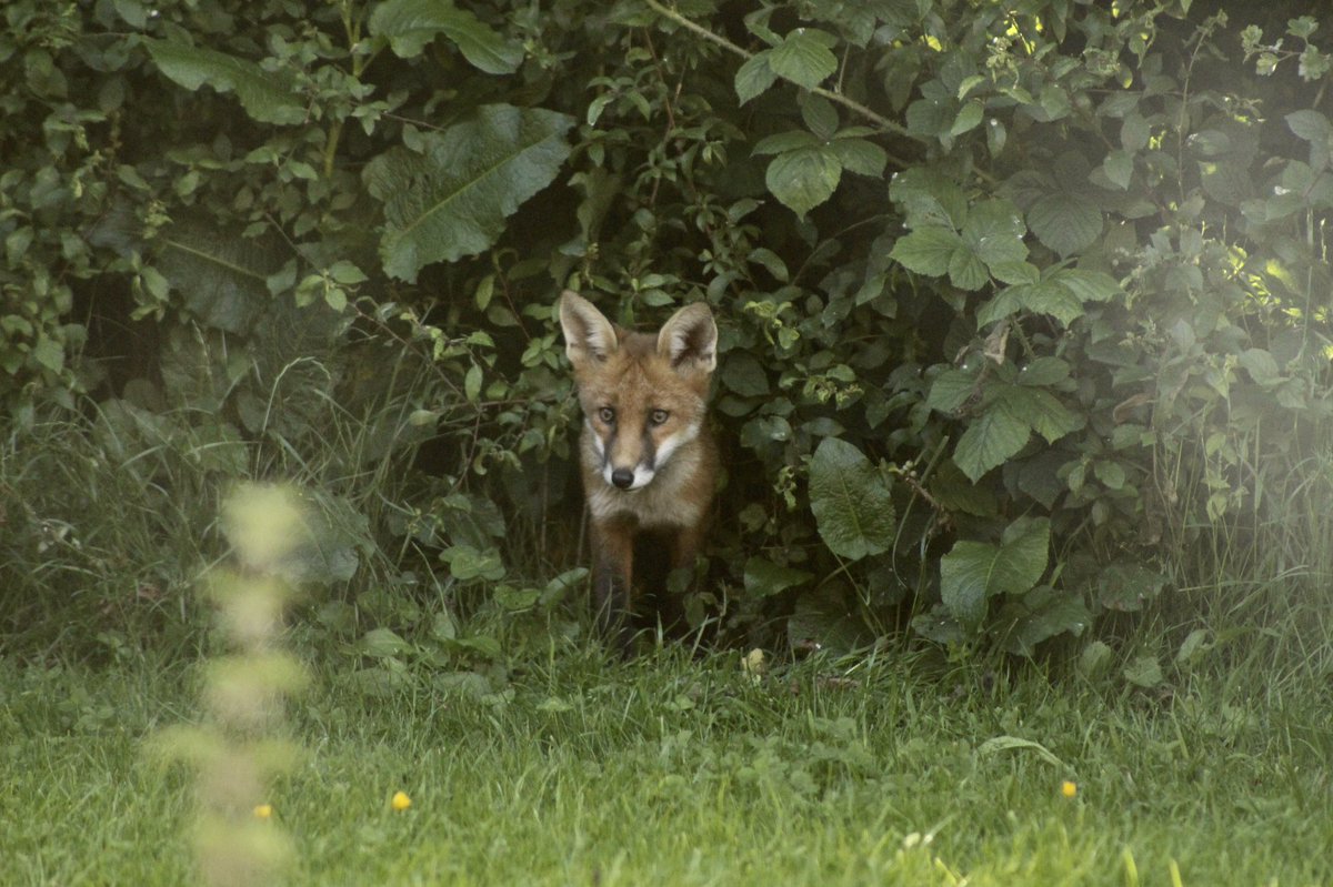 david_j_fleming's tweet photo. Hello

#fox #urbanfox #springwatch #nature #wildlife https://t.co/b40aqrQJzW