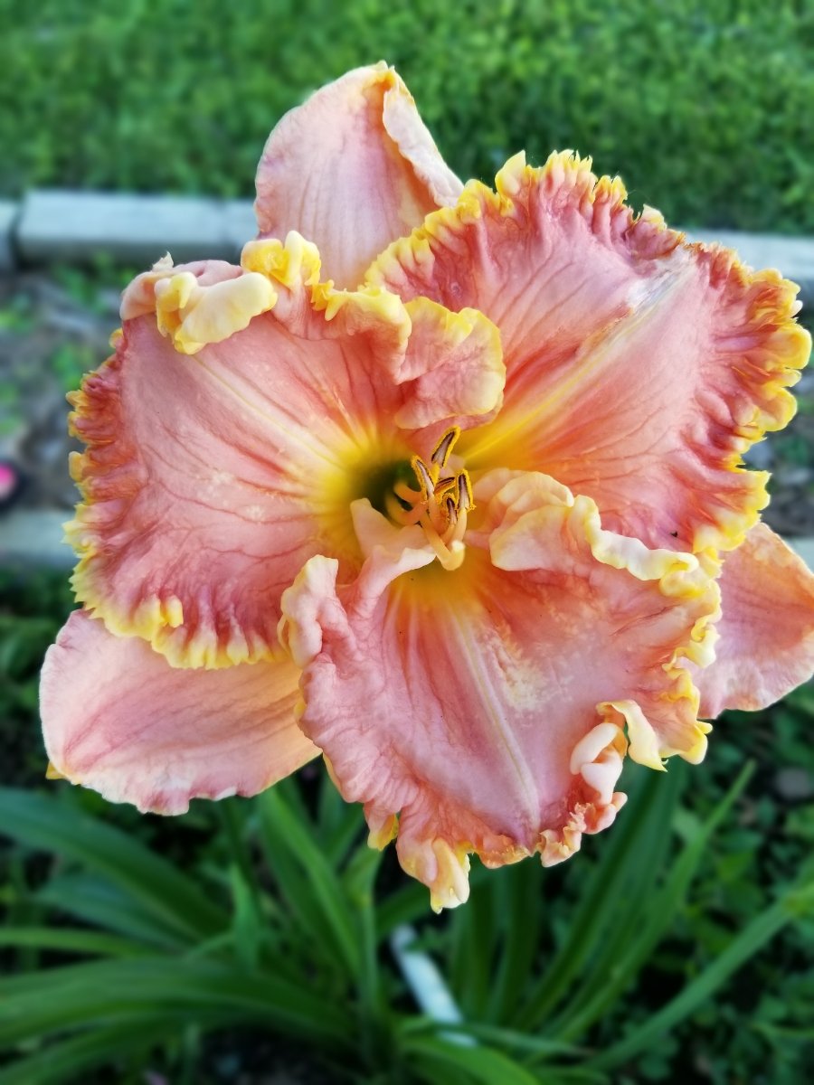 Today's seedling!! #daylily #teeth #midwest #garden #hybridizer #showtimedaylilies