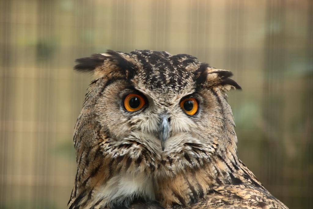 F Pa Twitter やっぱりフクロウさんの目はカッコイイですね 6 江戸川区自然動物園 ワシミミズク フクロウ