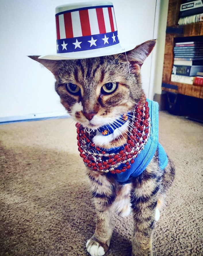 bluebuffalo's tweet photo. Gracie had the best #catworlddomination day π Post a pic of your patriotic pet and weβll donate $1 to @SierraDeltaDogs for every hashtag #BLUEPatrioticPets used on Instagram & Twitter ππΊπΈβ€οΈ #servicedogs #servicepets πΈ by @esagraciepghpa #EmotionalSupportAnimal #esa https://t.co/6NjqIsOGpf