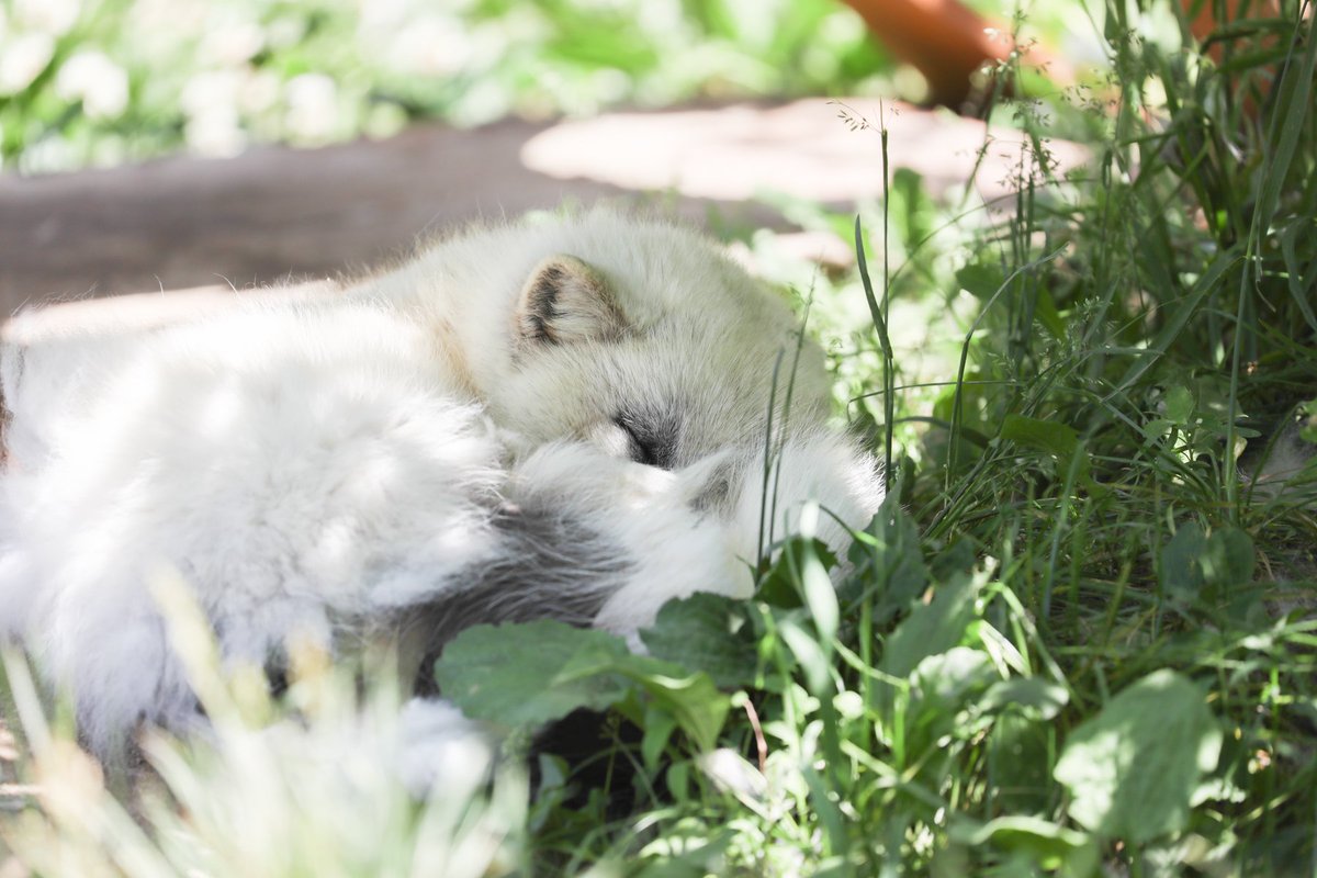 Live Zoo In あさひやま V Twitter ホッキョクギツネがお昼寝中 体の一部が夏毛に変わってきています Livezooinasahiyama 旭山動物園 ホッキョクギツネ お昼寝中