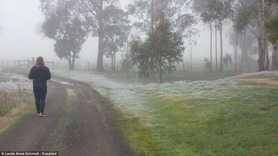 Sajal ALI on X: Spider. Season. Looks like frost but it's Spider season In  Australia 💀💀💀 #australianshepherd #Australia  / X