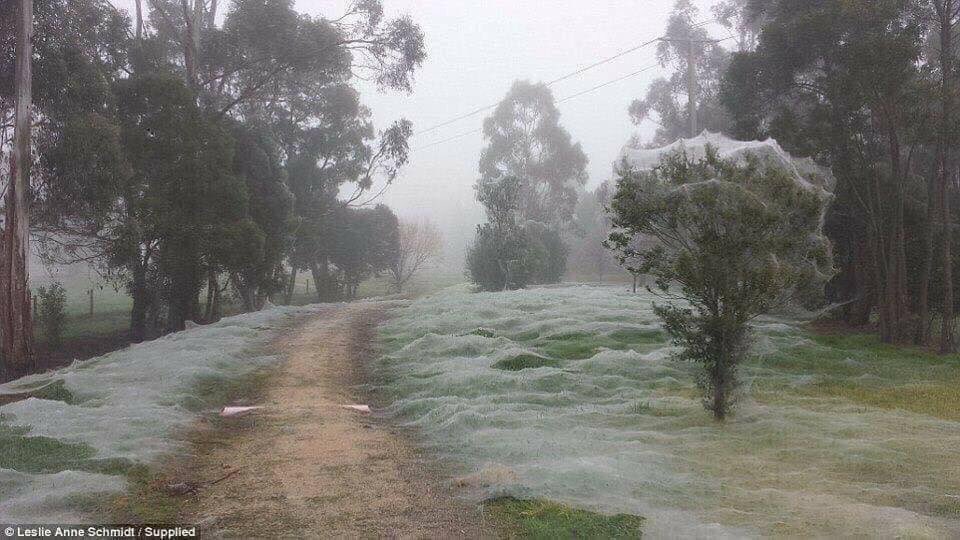 Sajal ALI on X: Spider. Season. Looks like frost but it's Spider season In  Australia 💀💀💀 #australianshepherd #Australia  / X