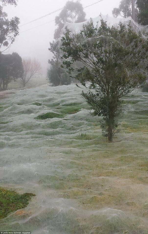 Sajal ALI on X: Spider. Season. Looks like frost but it's Spider season In  Australia 💀💀💀 #australianshepherd #Australia  / X