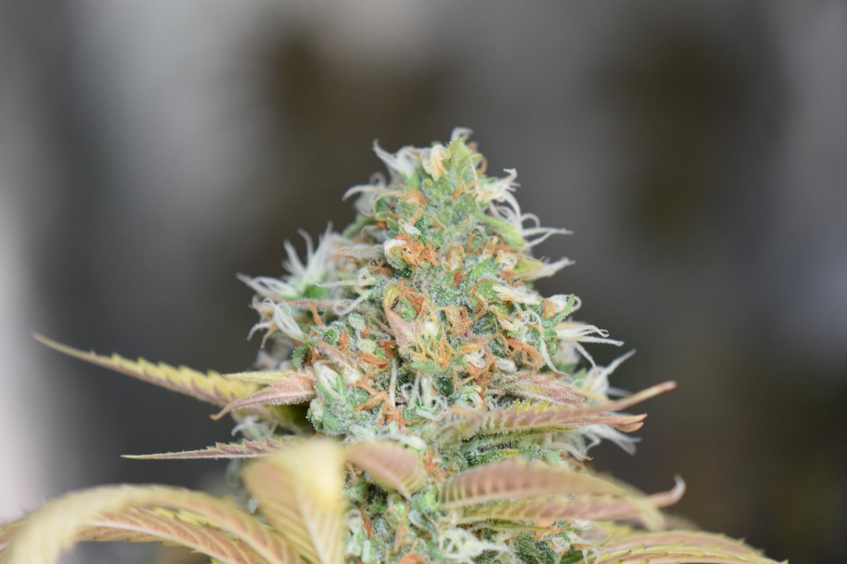 millennialstonr's tweet photo. My #cannabis cultivation clients are in the flushing stages of growth. Almost time to harvest and cure. I was able to squeeze in a photoshoot before my flight! Here are the strains in order: #citrusberry #lemonicepucker #cherrytotter and #bluekush πππ #macrophotography #Nikon https://t.co/EqkC0zP2yl