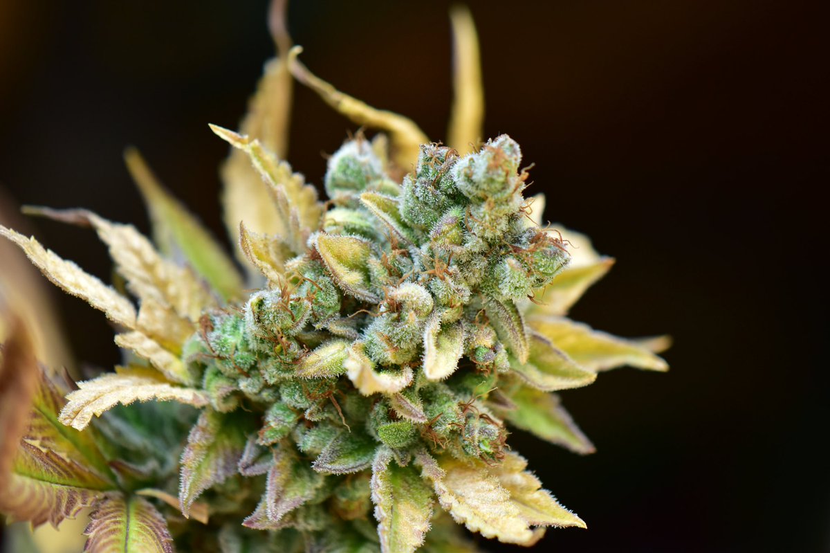 millennialstonr's tweet photo. My #cannabis cultivation clients are in the flushing stages of growth. Almost time to harvest and cure. I was able to squeeze in a photoshoot before my flight! Here are the strains in order: #citrusberry #lemonicepucker #cherrytotter and #bluekush πππ #macrophotography #Nikon https://t.co/EqkC0zP2yl